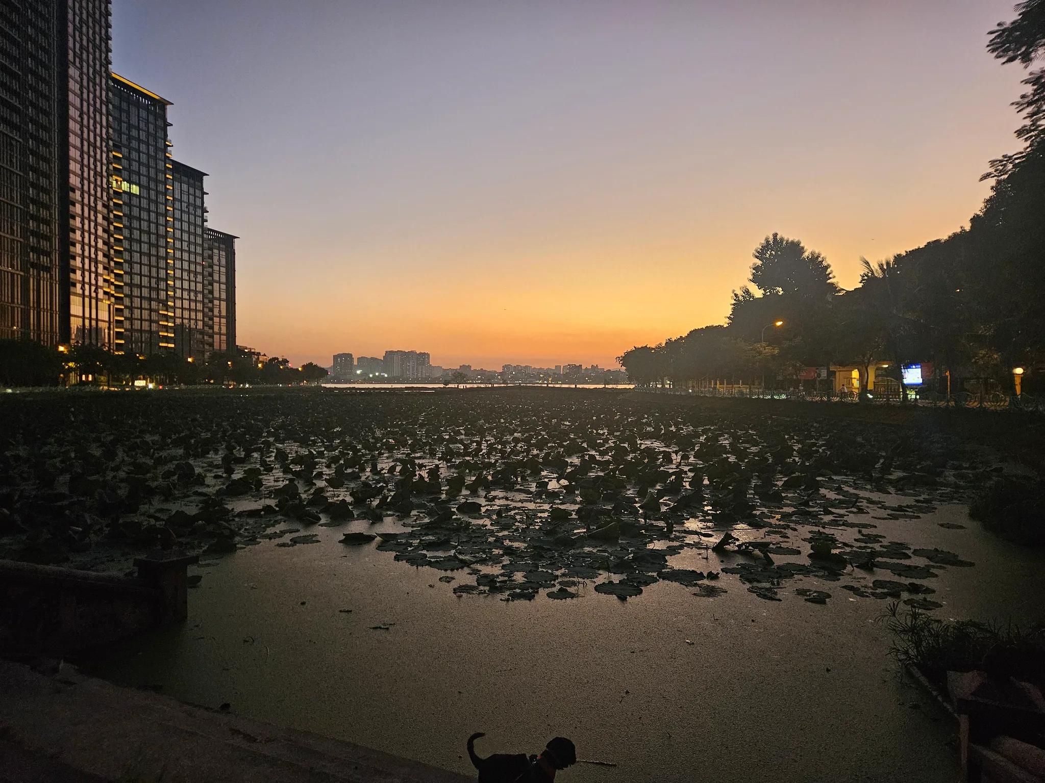 A lotus pond at dusk, its dark withered pads spread across the water, with apartment towers on the left and an orange sky fading to violet